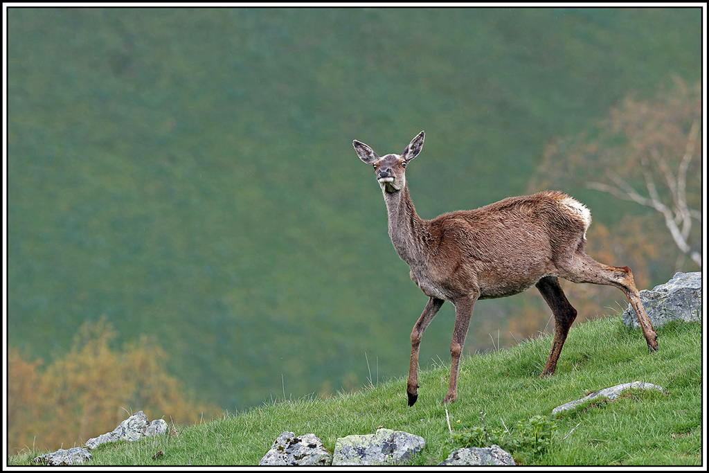 cerf(5615).jpg