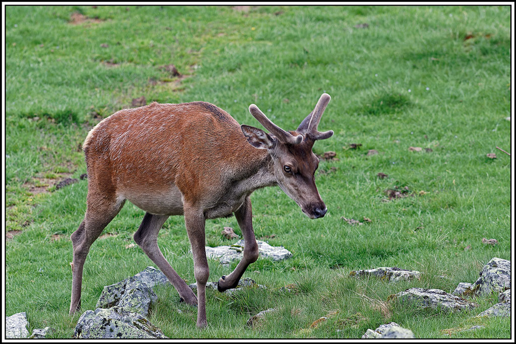 cerf(5648).jpg