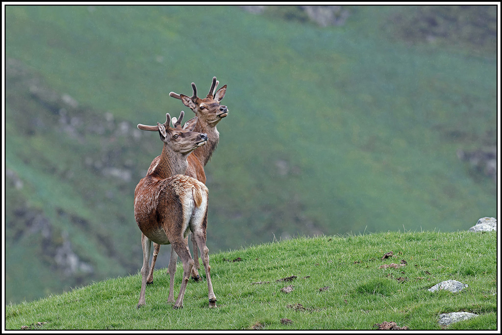 cerf(5662).jpg