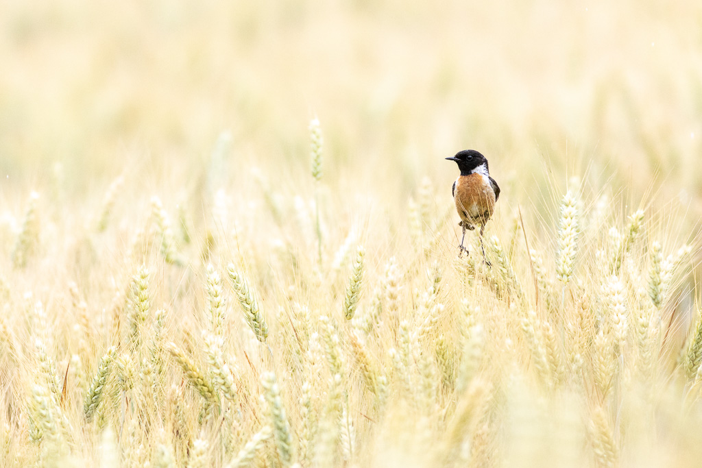 Image et Nature-1-37.jpg
