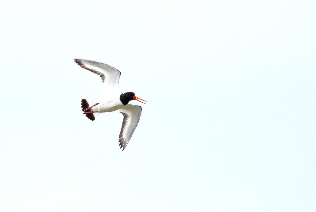 DSC_6043.JPG