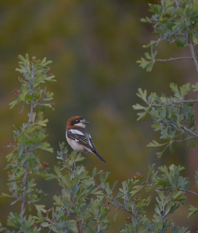 DSC_5894.JPG