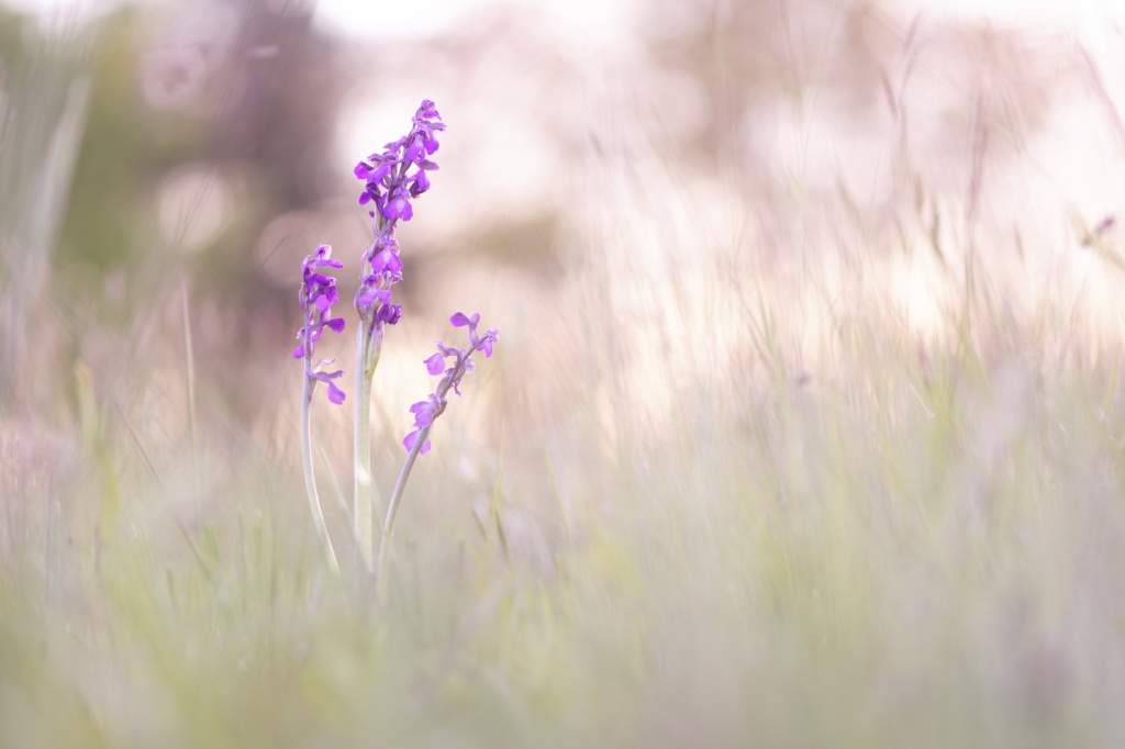 _DSC8297_DxO_DxO.jpg