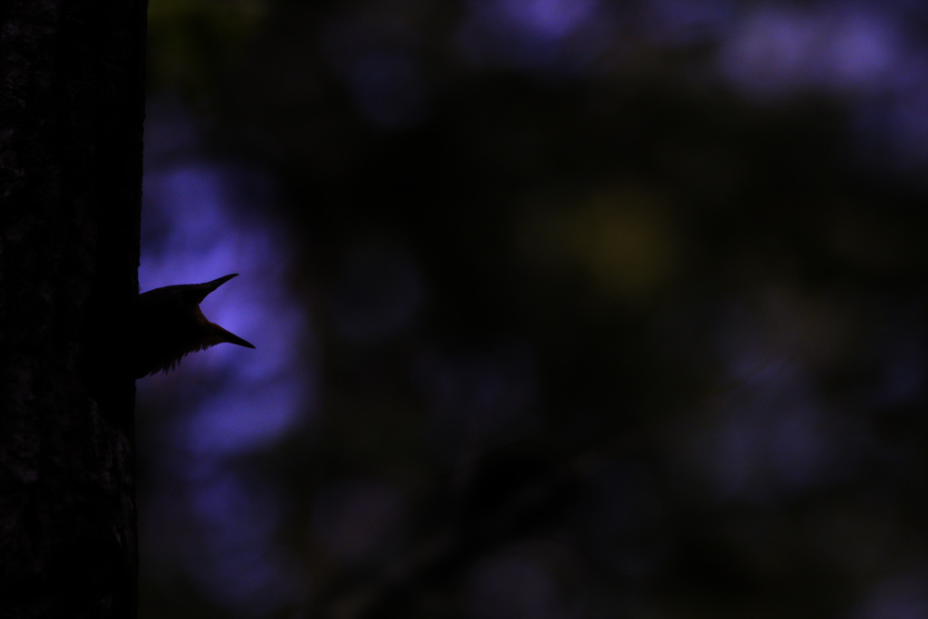 _DSC8594_DxO_DxO.jpg