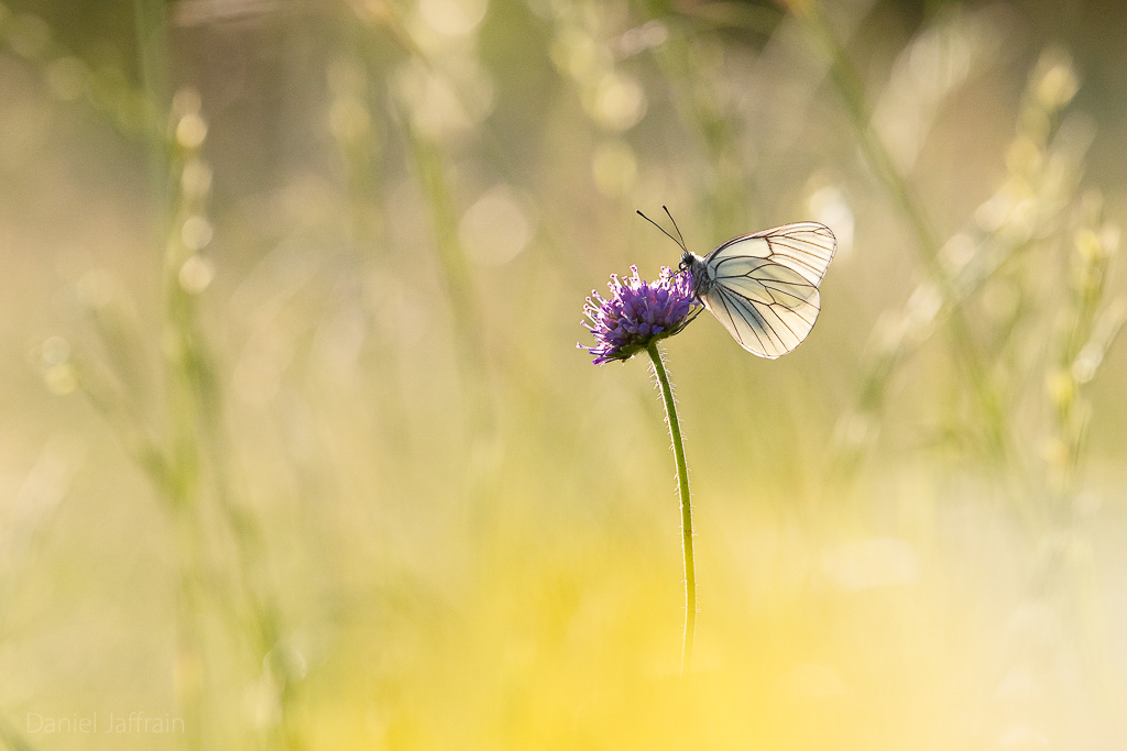 Image et Nature-1-38.jpg