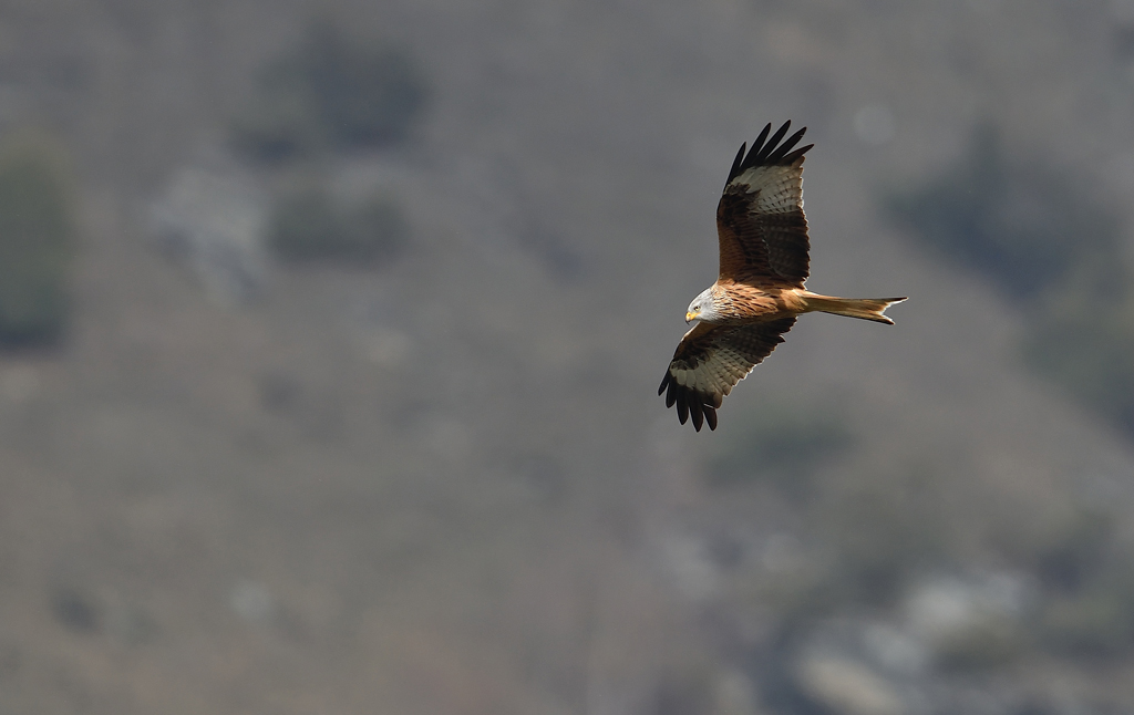 -DSC_6874.jpg