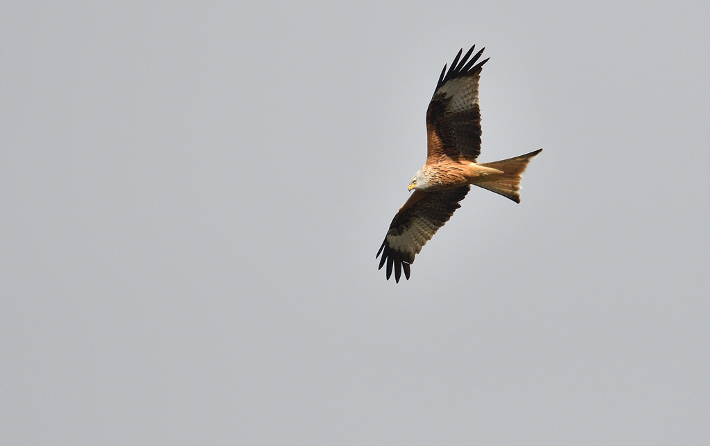 DSC_6879.jpg