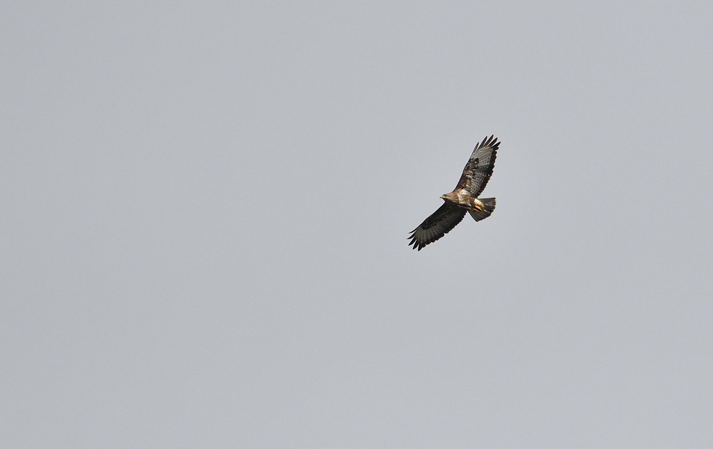 DSC_6895.jpg
