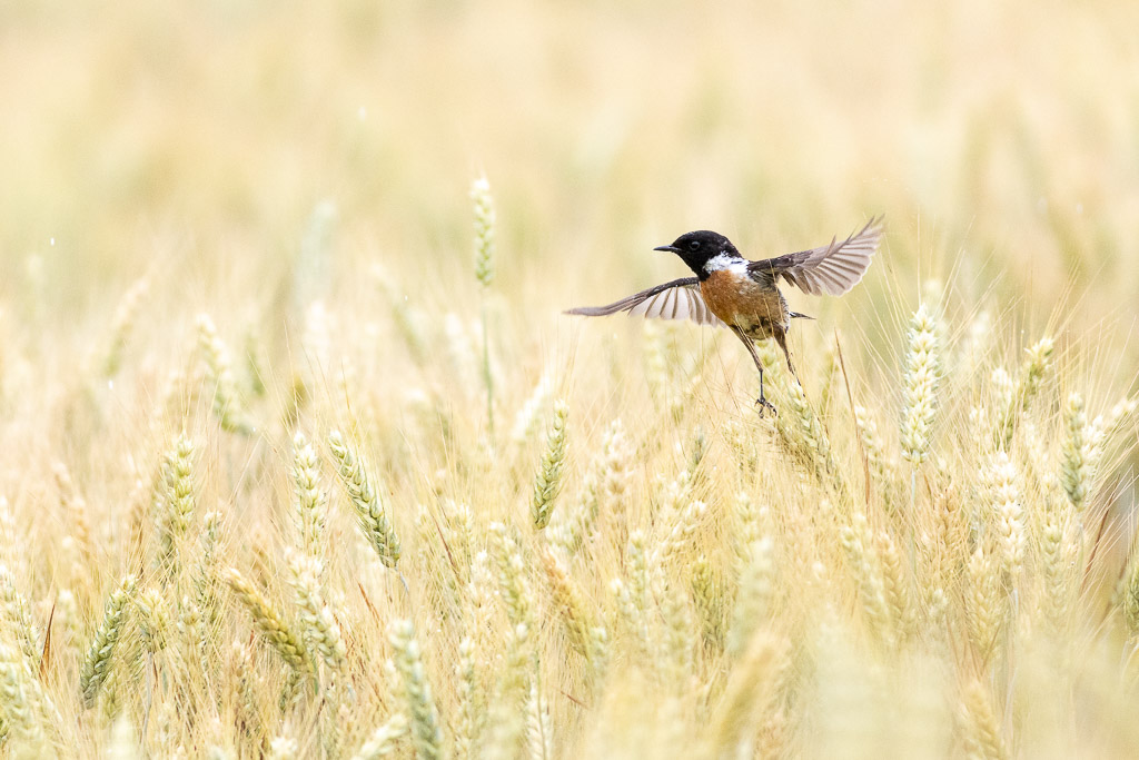Image et Nature-1-39.jpg