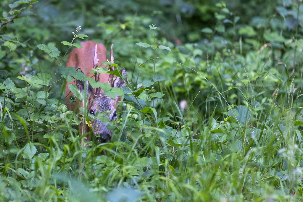 Chevreuil d'Europe (Capreolus capreolus) Roe deer-769.jpg