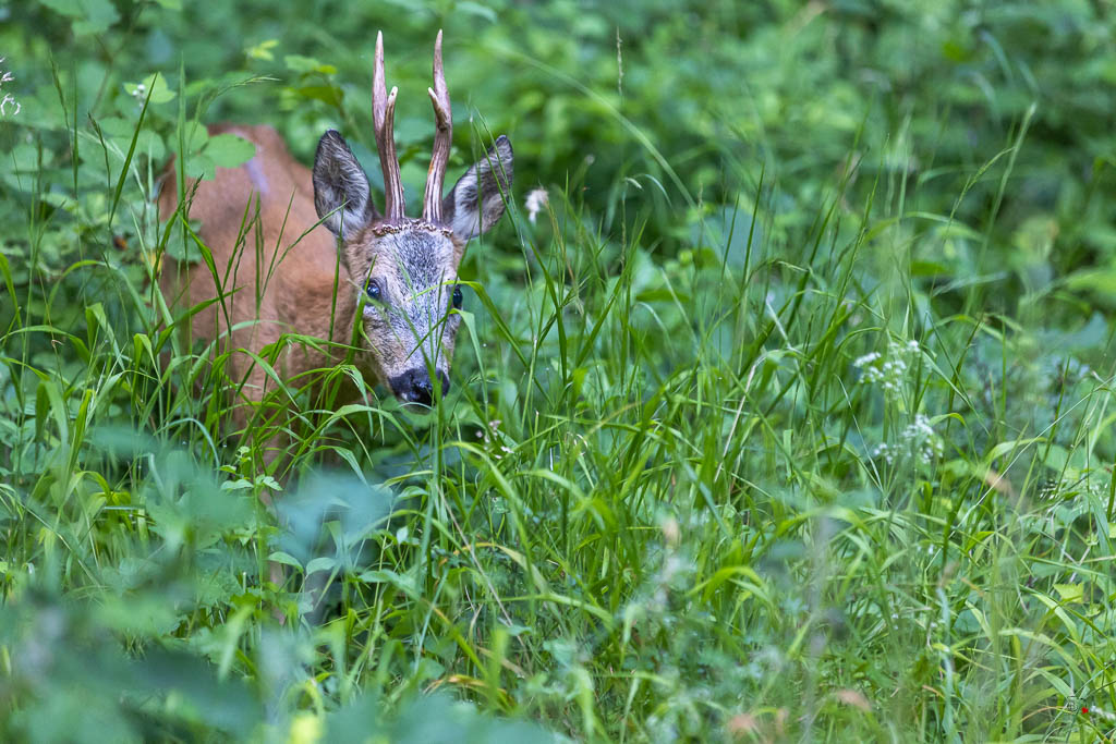 Chevreuil d'Europe (Capreolus capreolus) Roe deer-775.jpg