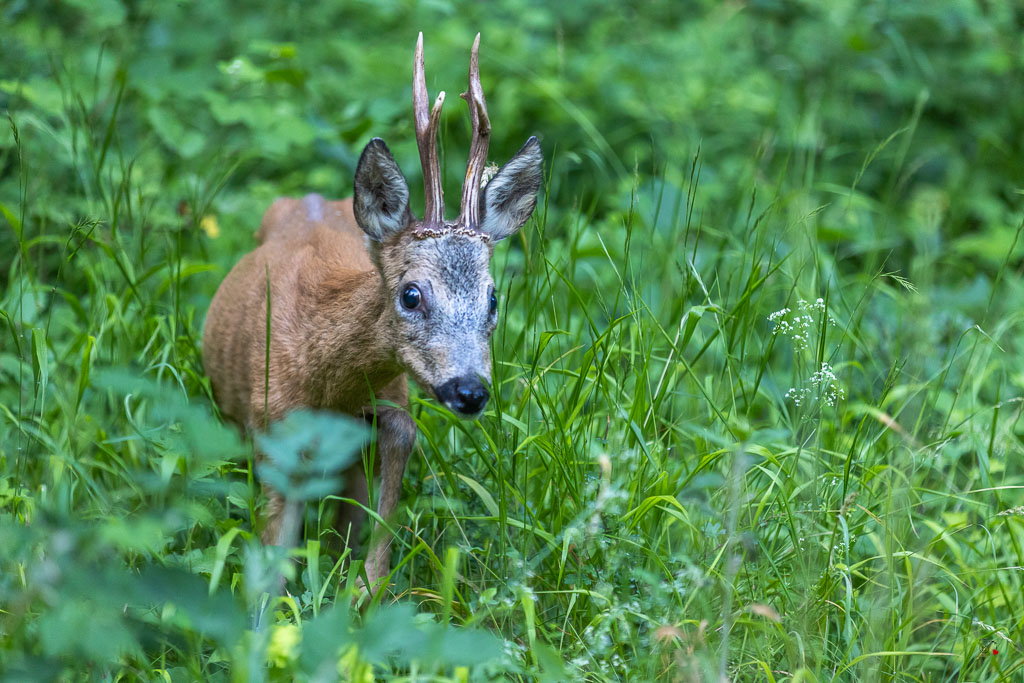 Chevreuil d'Europe (Capreolus capreolus) Roe deer-792.jpg