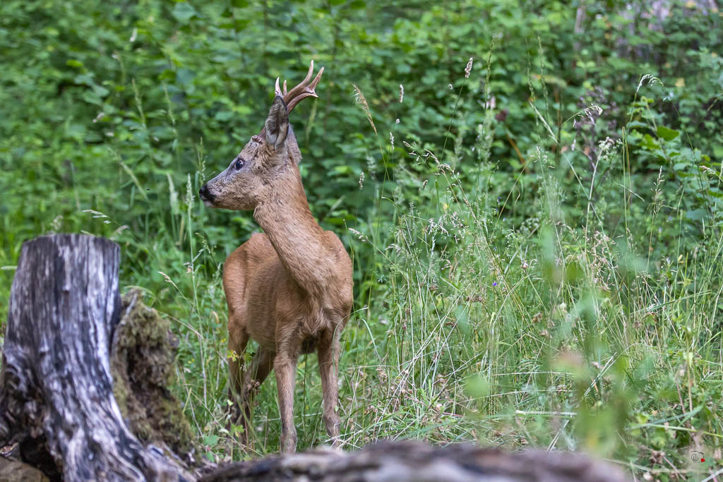 Chevreuil d'Europe (Capreolus capreolus) Roe deer-833.jpg
