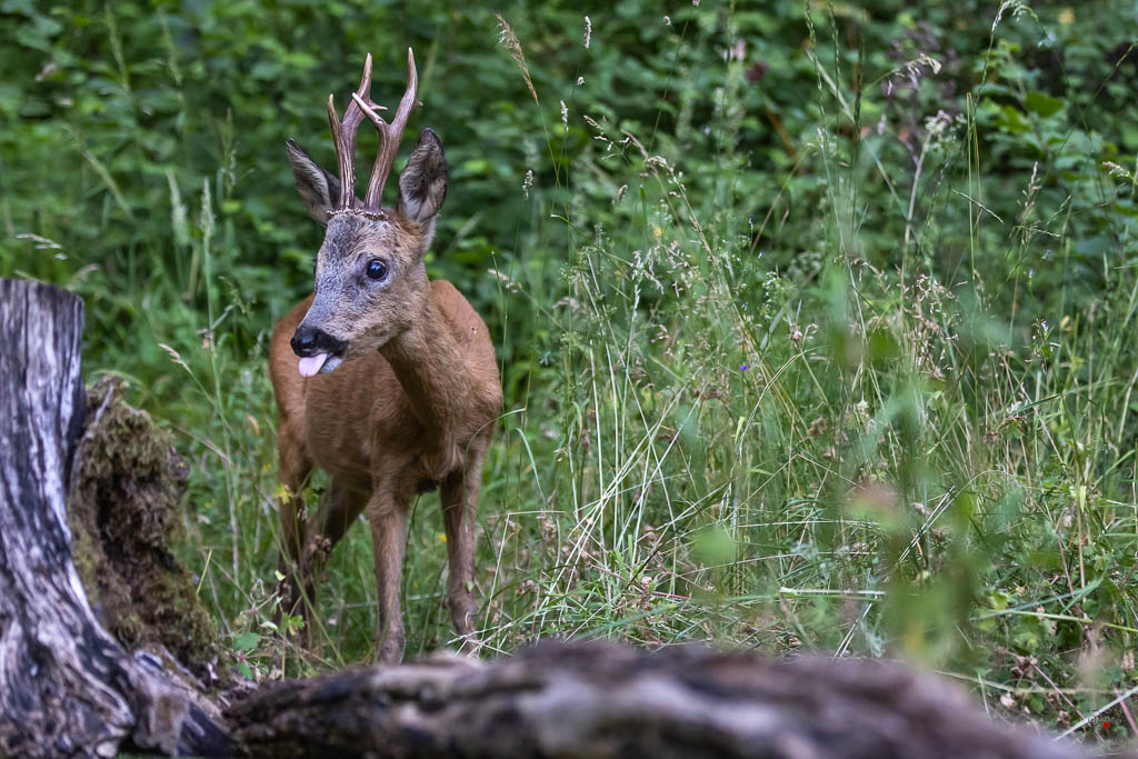 Chevreuil d'Europe (Capreolus capreolus) Roe deer-859.jpg