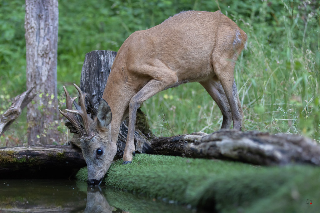 Chevreuil d'Europe (Capreolus capreolus) Roe deer-860.jpg