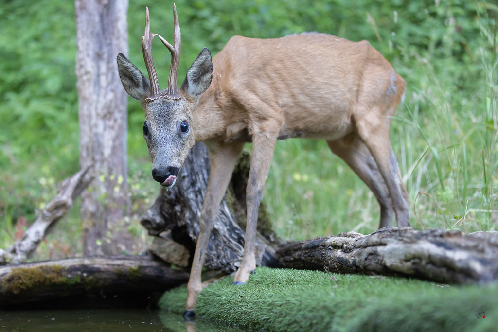 Chevreuil d'Europe (Capreolus capreolus) Roe deer-873.jpg