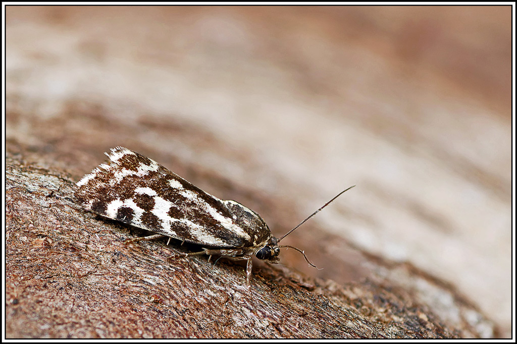 Arlequinette_jaune(Emmelia_trabealis)(12_18).jpg