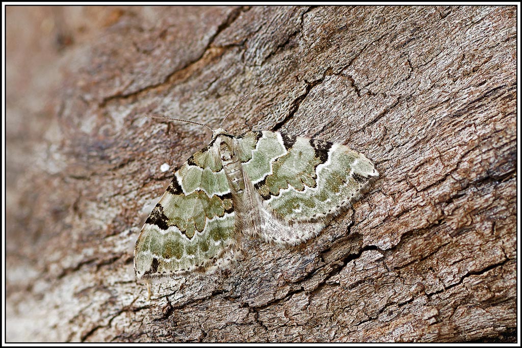 Cidarie_verdâtre(Colostygia_pectinataria)(20_25).jpg