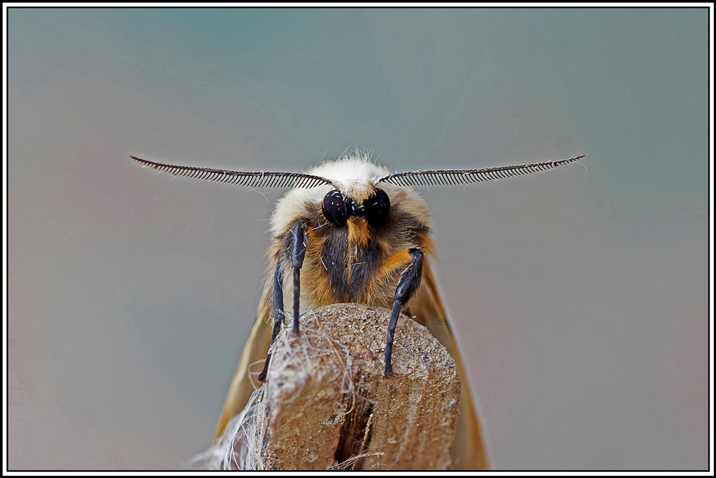 Ecaille_lievre(Spilarctia_lutea)(21).jpg