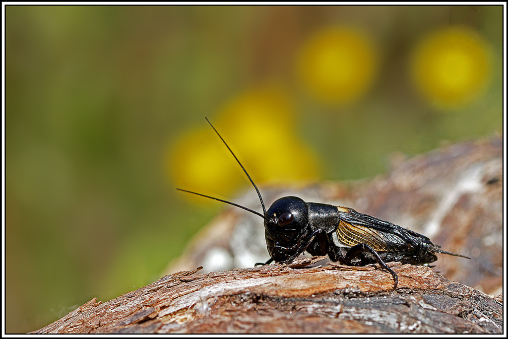 Grillon_champetre(Gryllus_campestris)(28).jpg
