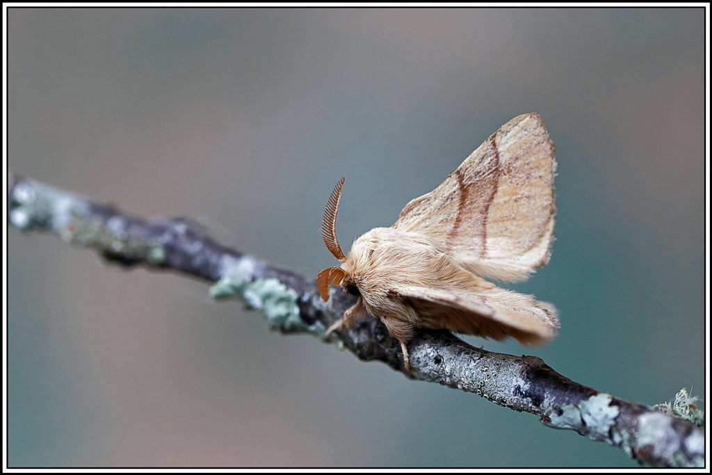 Livree_des_arbres(Malacosoma_neustria)(25).jpg