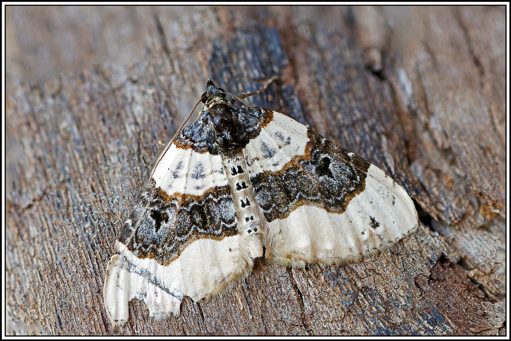 Lynx(Cosmorhoe_ocellata)(3_7).jpg