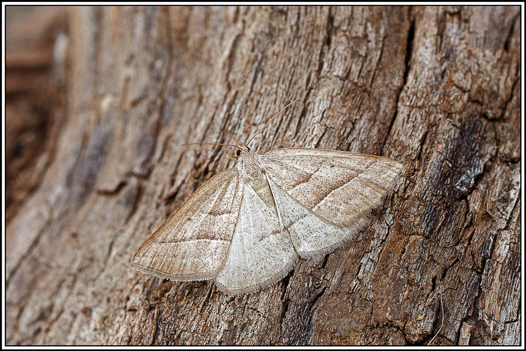 Phalène_de_l'Aquiline(Petrophora_chlorosata)(1).jpg