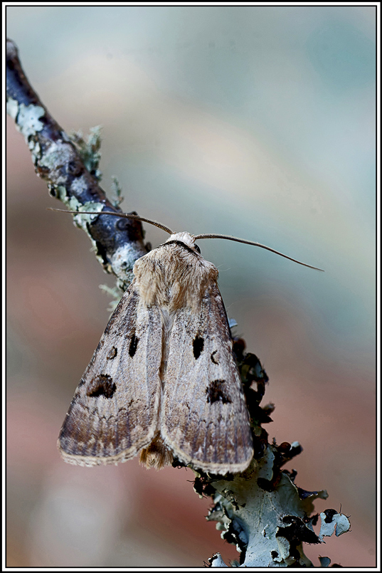 Point_d_exclamation(Agrotis_exclamationis)(22).jpg