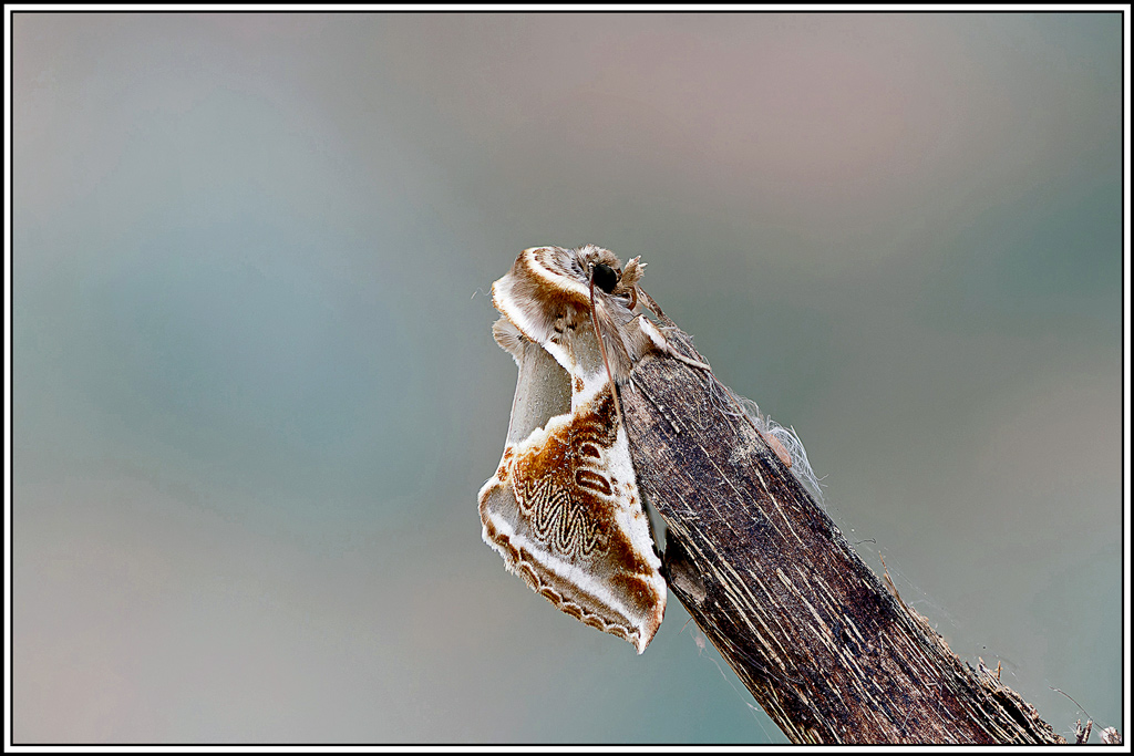 Râtissée(Habrosyne_pyritoides)(59_64).jpg