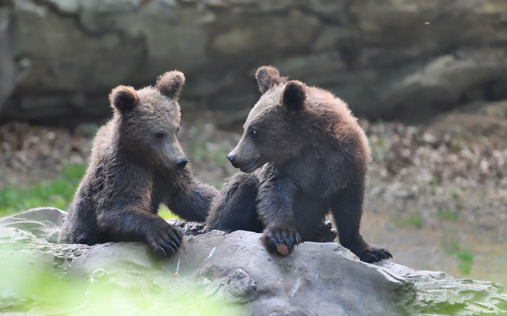 DS5_8092.jpg