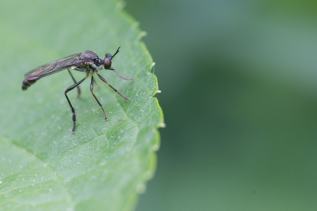 Dioctria hyalipennis  1.jpg