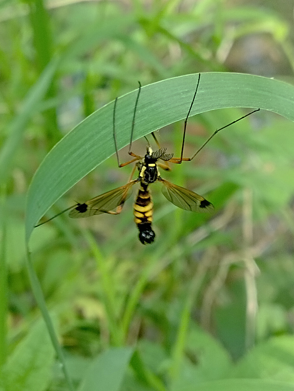 Ctenophora festiva 2.jpg