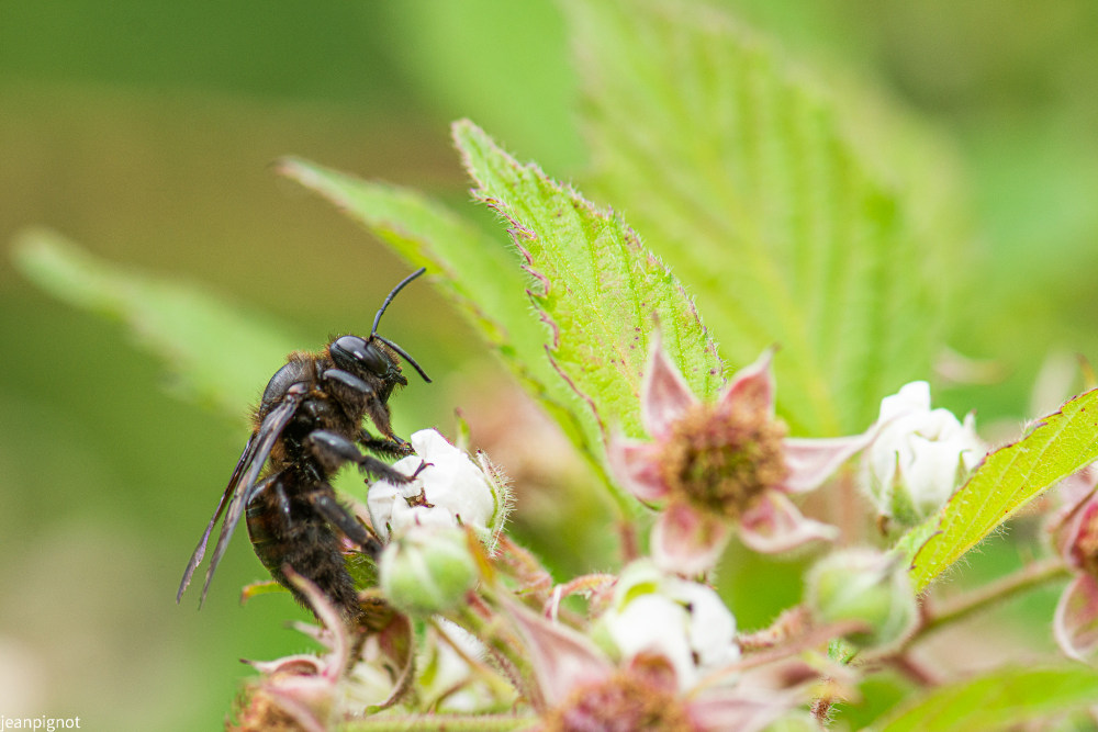 abeille résineuse géante (2).JPG