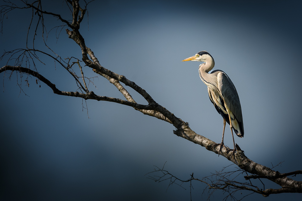 Heron gris 2023_1.jpg