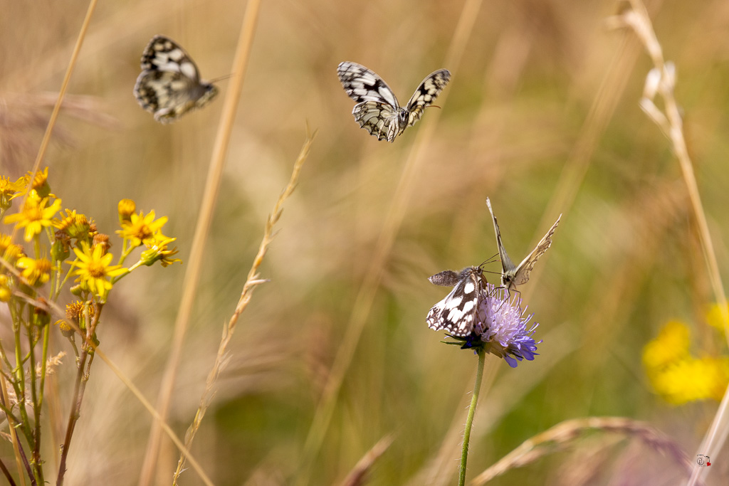 Demi-deuil (Melanargia galathea)-14.jpg