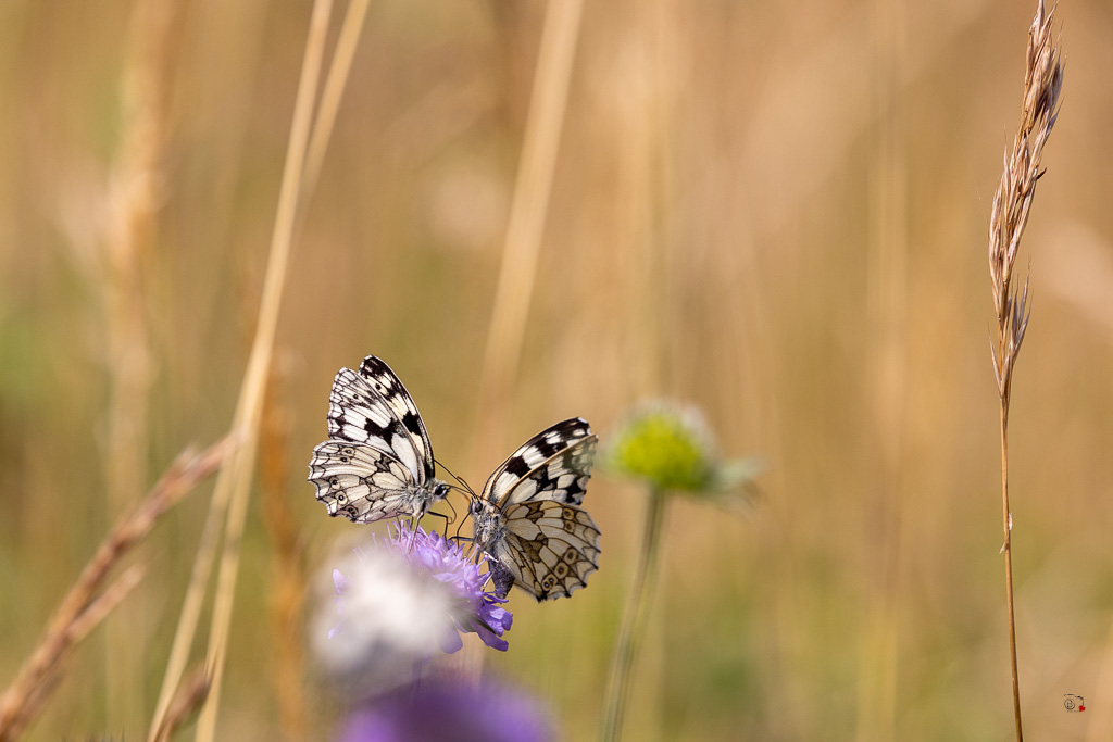 Demi-deuil (Melanargia galathea)-55.jpg