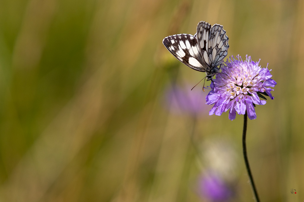 Demi-deuil (Melanargia galathea)-65.jpg