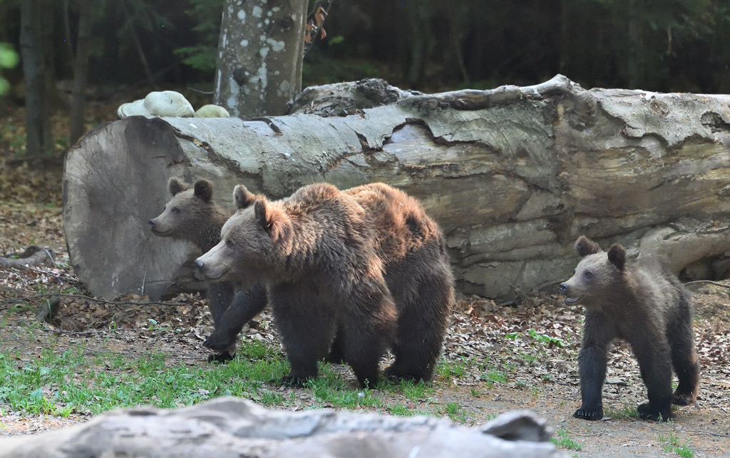 DS5_8122.jpg