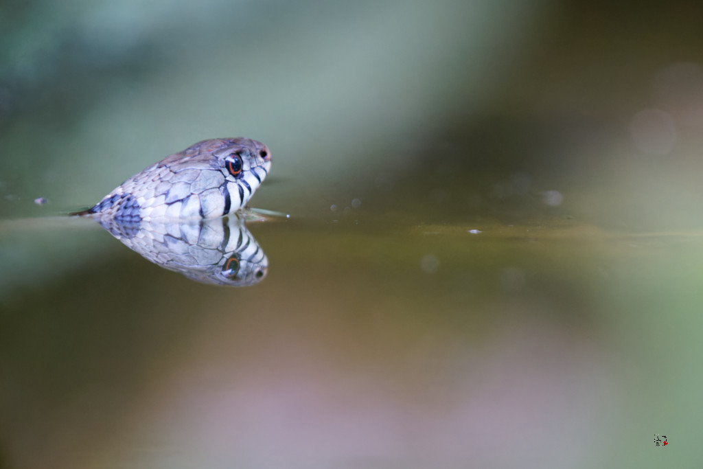 Couleuvre à collier (Natrix natrix)11_DxO.jpg