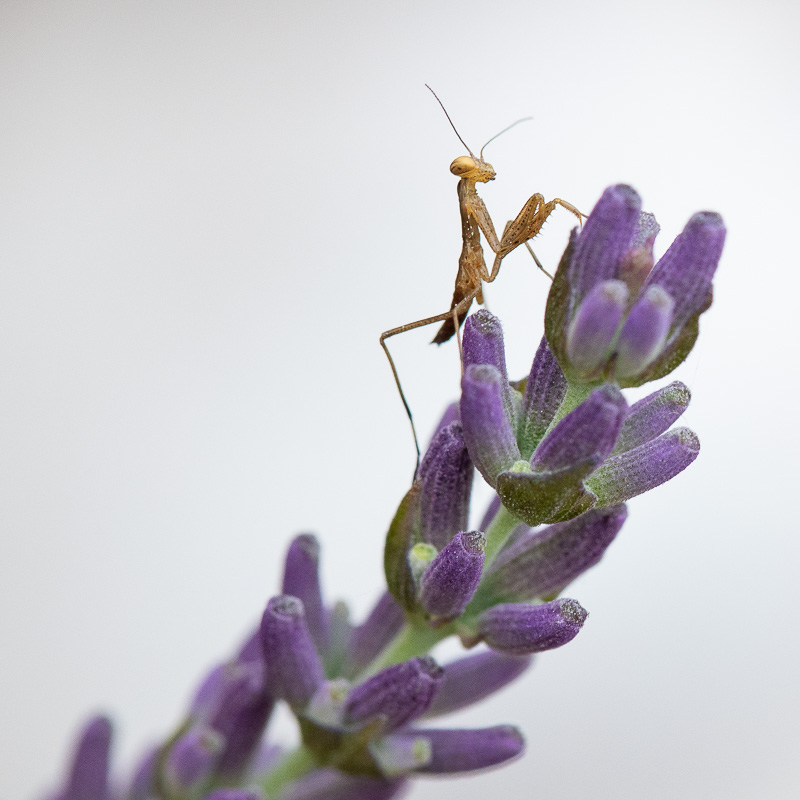 Mante du jardin 2.jpg