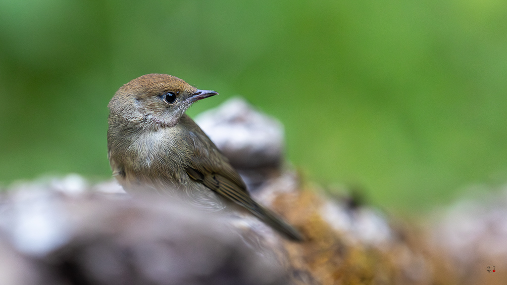 Fauvette à tête noire (Sylvia atricapilla) Blackcap-246.jpg