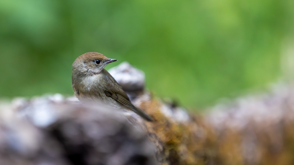 1-Fauvette à tête noire (Sylvia atricapilla) Blackcap-246.jpg
