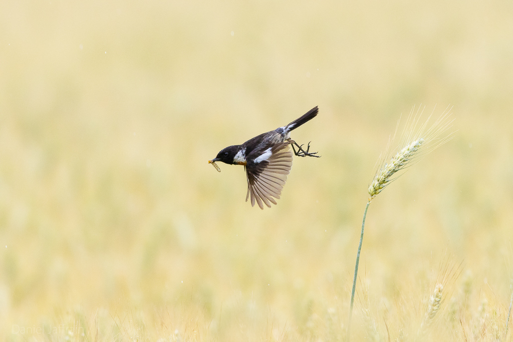 Image et Nature-1-40.jpg