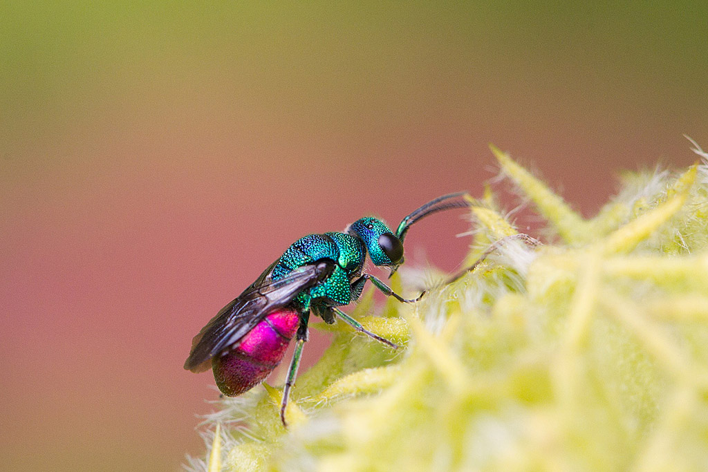 Chrysis sp.jpg