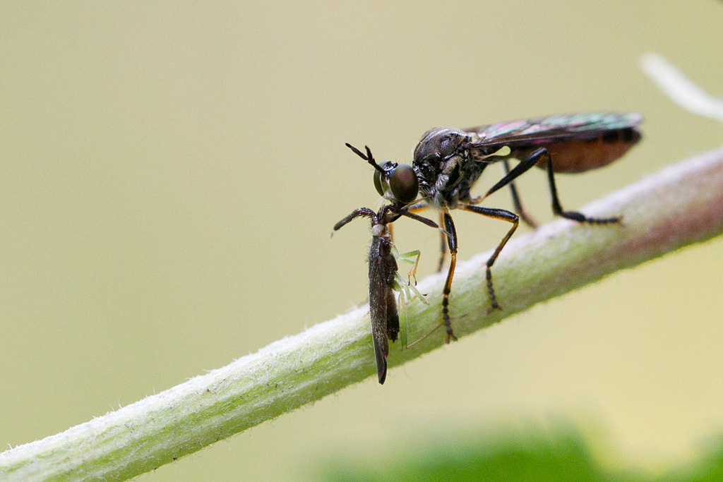 Dioctria hyalipennis.jpg