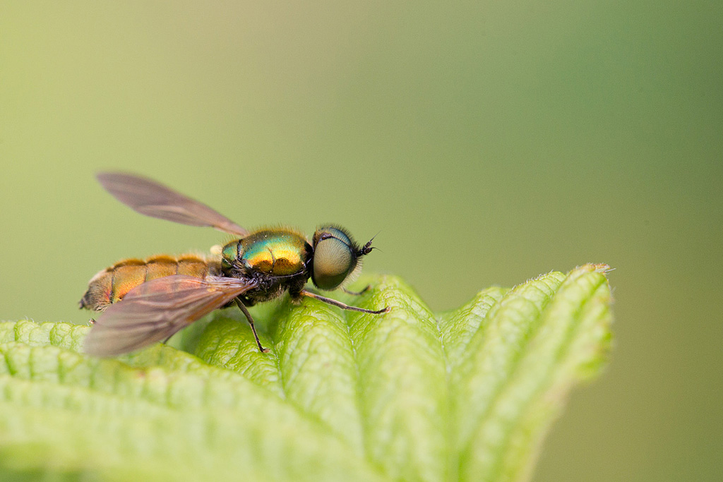 Chloromyia formosa.jpg