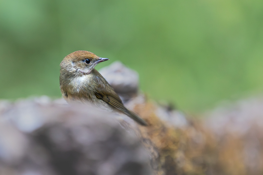 Fauvette à tête noire (Sylvia atricapilla) Blackcap-246_03.jpg