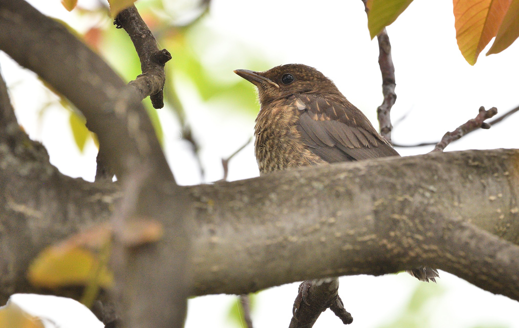 DSC_7406.jpg