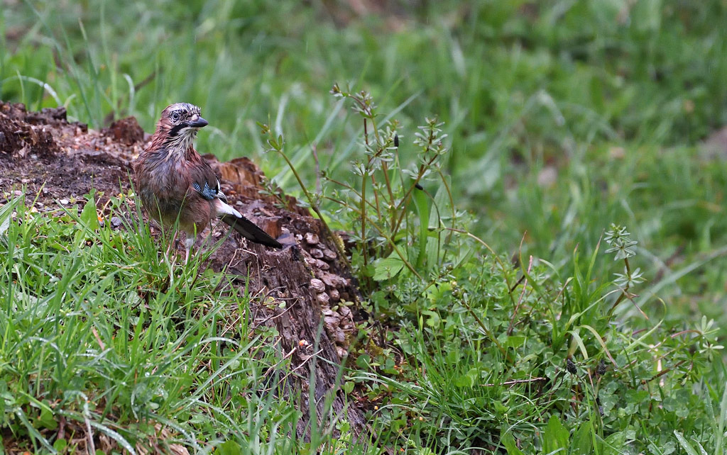 DS5_8187.jpg