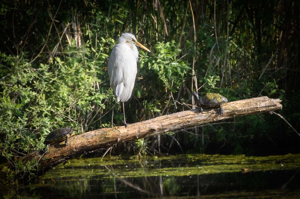 Gde aigrette2023_37.jpg